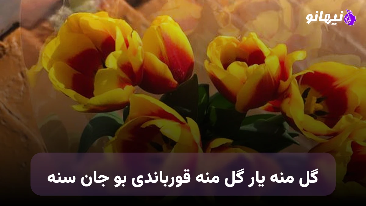 دانلود آهنگ گل منه یار گل منه قورباندی بو جان سنه ترکی